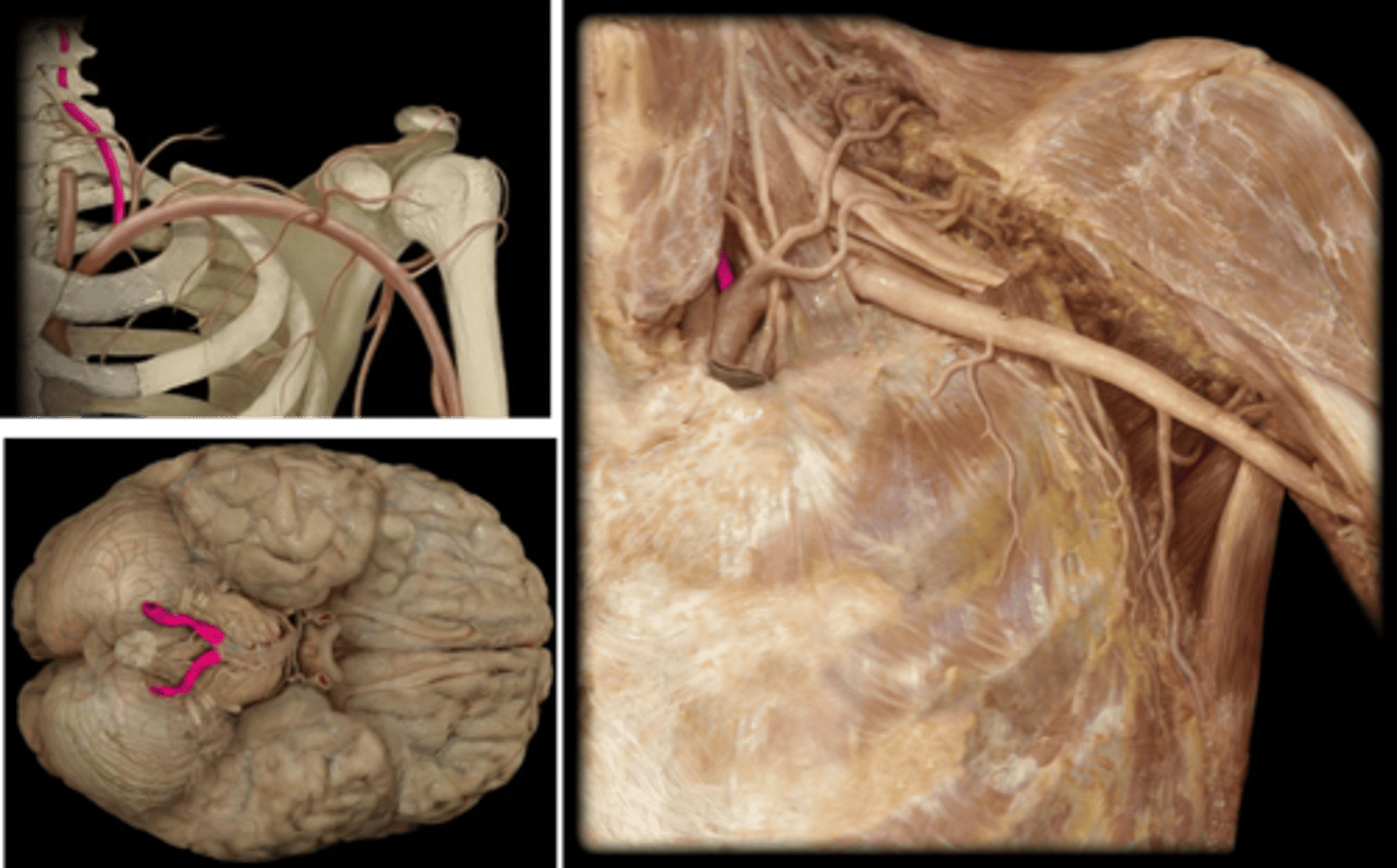 <p>Name these vessels.</p>
