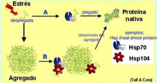 <p><span><span> Ayudan a otras proteínas a plegarse correctamente proporcionando un espacio y tiempo estables.</span></span></p>