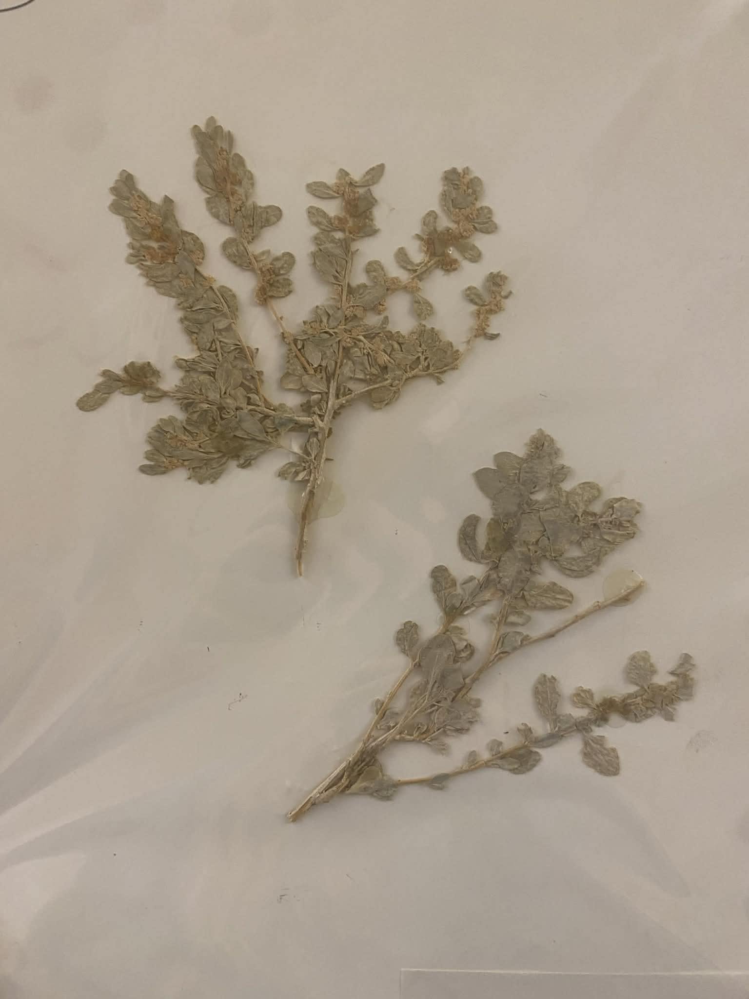 <p>Chenopodiaceae, P, N, Atriplex confertifolia, Shadscale</p>