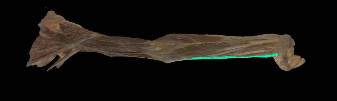 term image