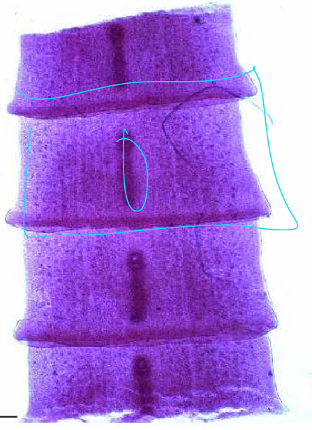 <p>what specie and part</p>