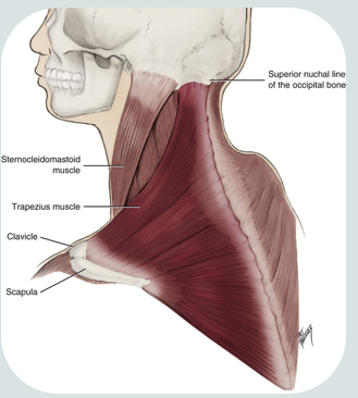 <ul><li><p>paired</p></li><li><p>superficial to both the lateral and posterior surfaces of the neck</p></li><li><p>broad, flat triangular muscle</p></li><li><p>responsible for shoulder movements</p></li><li><p><strong>origin:</strong>&nbsp;external occipital protuberance</p></li><li><p>insertion: lateral third of clavicle</p></li></ul><p></p>