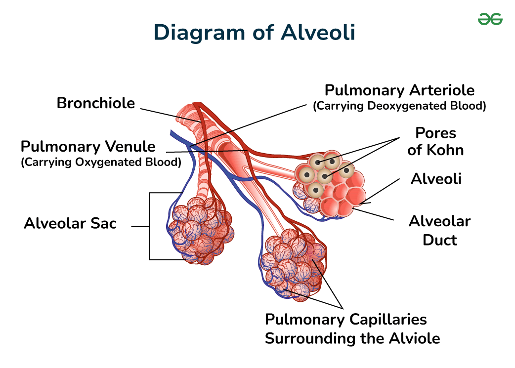 <p><em>(Structure of the Respiratory System) </em>Alveoli</p>