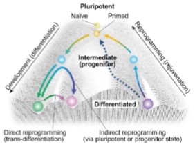 <p>________ _______ _______ (_____) cells are generated via genetic reprogramming of adult somatic cells that have limited differentiation potential but, upon reprogramming, express genes that enable them to regain plasticity and give rise to all cell types.</p>