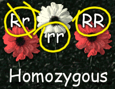 A genotype with two identical alleles for a particular trait.
