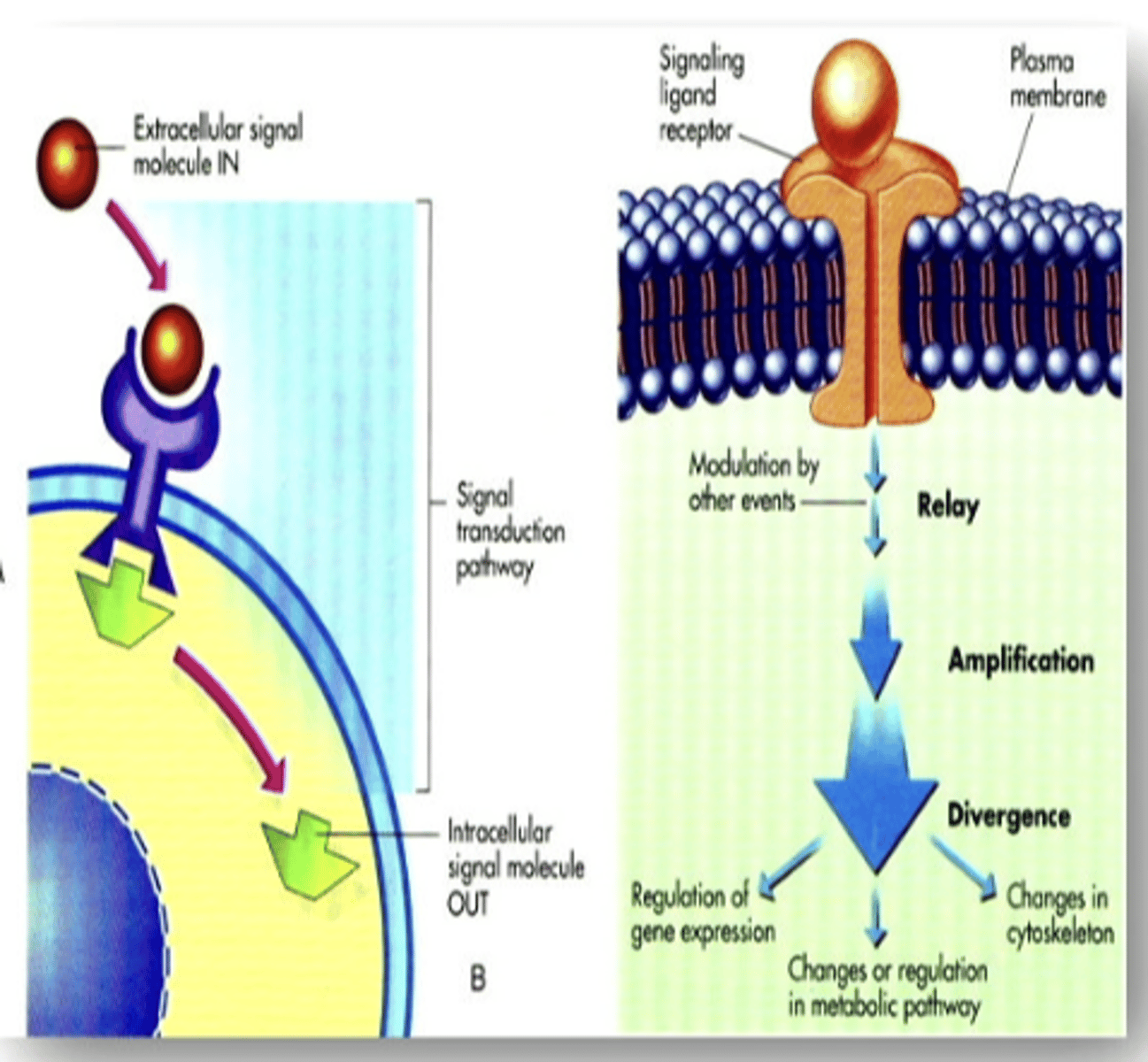 <p>depends on cell type and location, response can be channel opening, action potential generation, changes in gene expression, etc.</p>