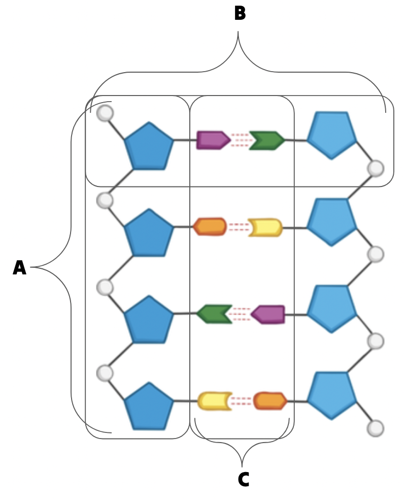 <p>Which letter refers to the “base pairs”?</p>