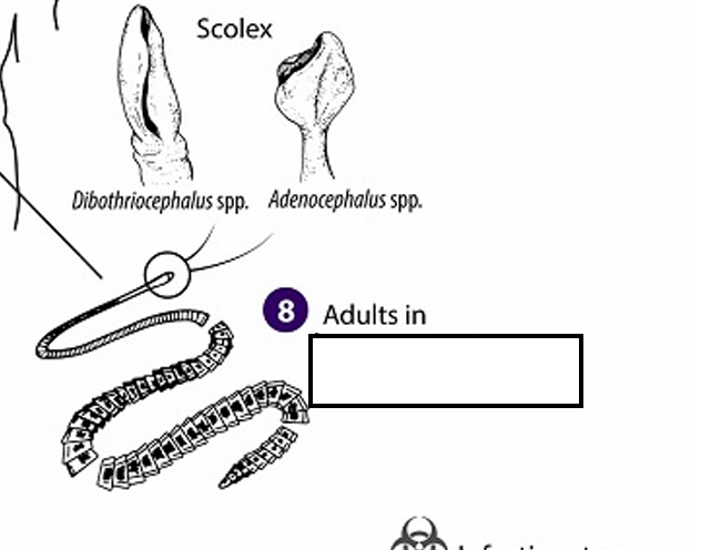 <p>In the definitive host, the plerocercoid develops into adult tapeworms in the ________.</p>