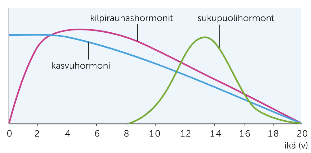 Pituuskasvuun vaikuttavat hormonit eri ikävuosina