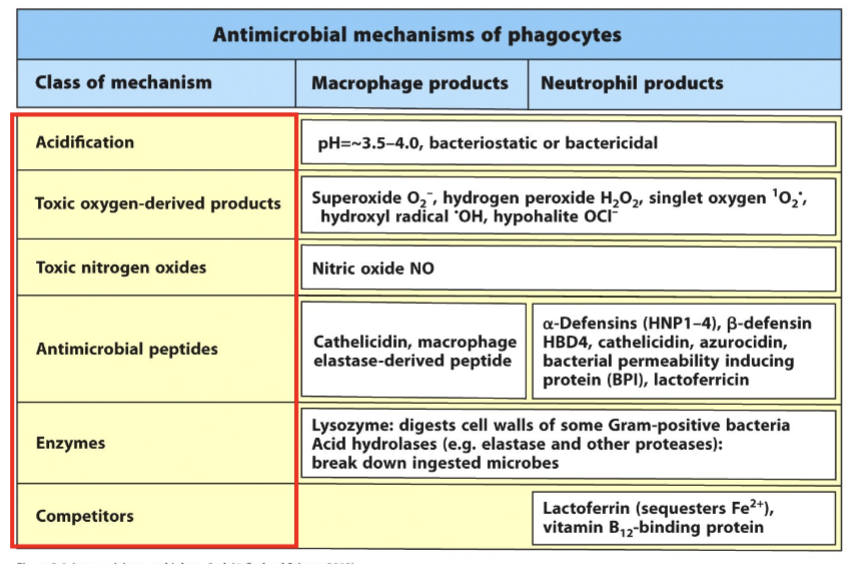 <p><strong>an example of pattern-dependent recognition: phagocytes</strong></p><ul><li><p>______ agents produced by phagocytes after taking up microorganisms</p></li></ul><p></p>
