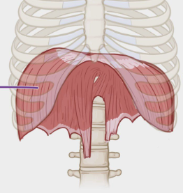 <p>origin: internal surfaces of ribs 7-12, vertebrae L1- L3</p><p>function: muscle used for breathing in </p>