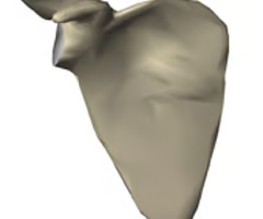 <p>right or left? </p>