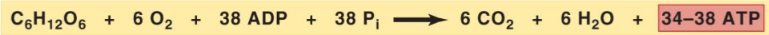 <p>C6H12O6 + 6O2 + 38 ADP + 38 Pi → 6CO2 + 6H2O + 34-38 ATP</p>