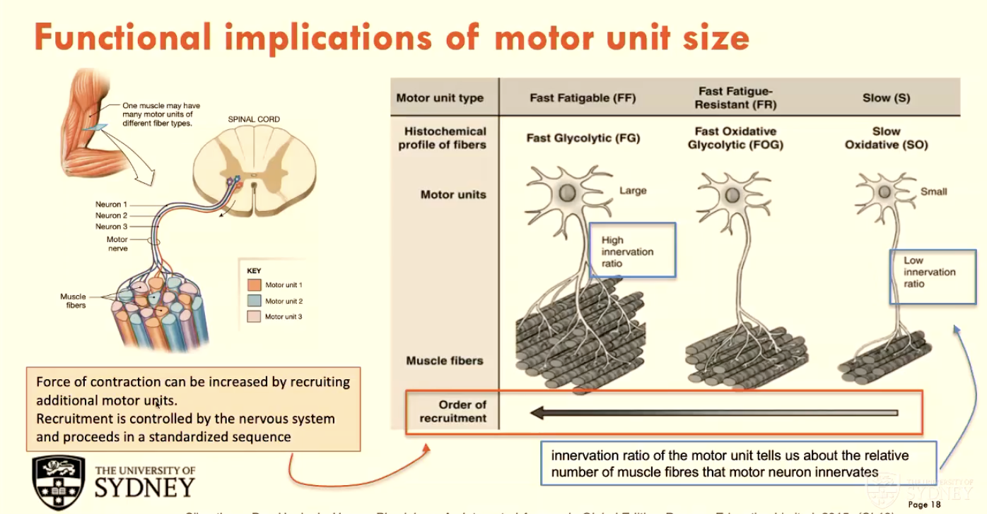 <p>A - force of contraction</p><p>B - the nervous system</p><p>C - slow, then fast fatigue-resistant (FR), then fast fatiguable (FF)</p>