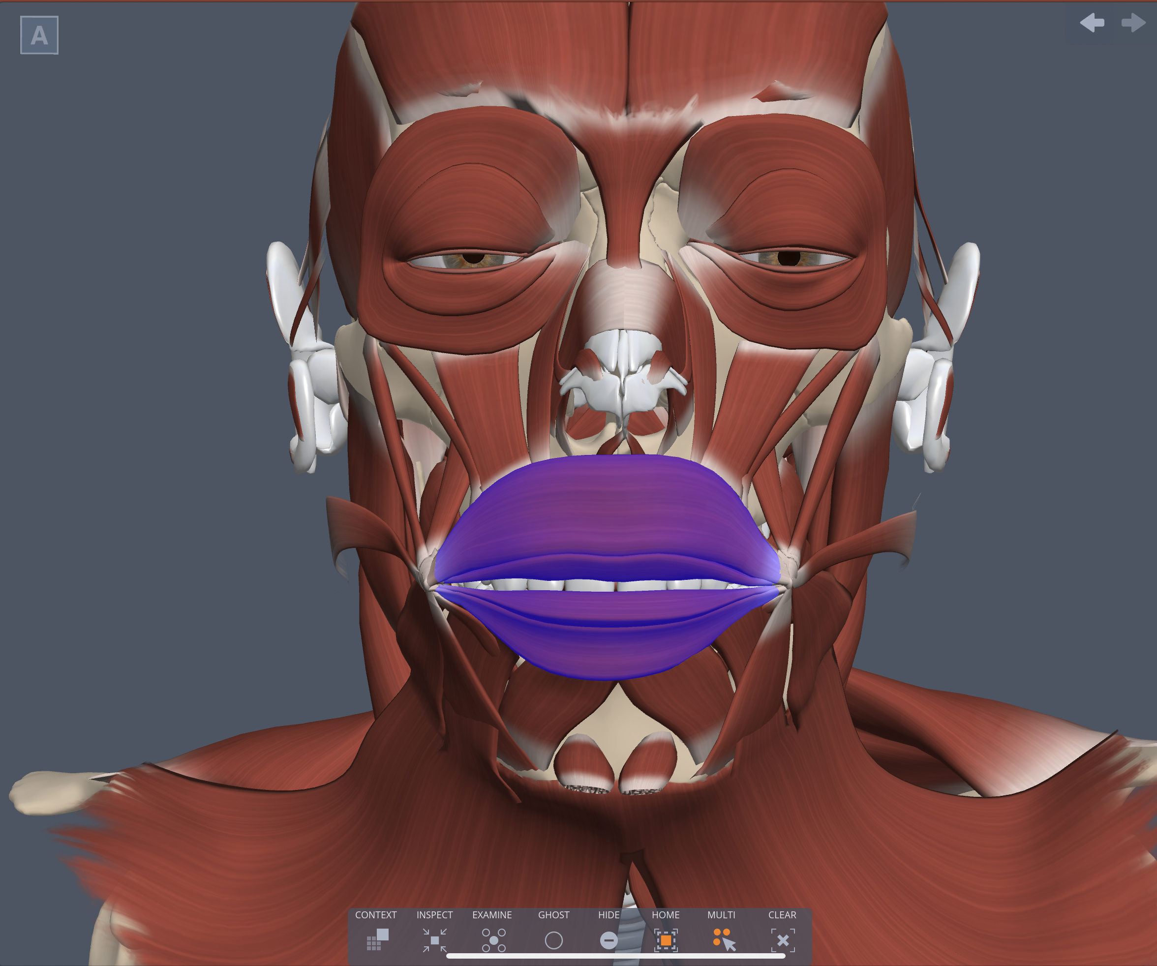 Action of Orbicularis oris