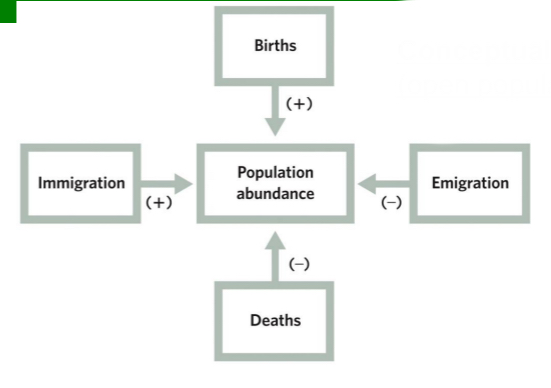 <ul><li><p>There is immigration and emigration</p></li><li><p>Nt+1 = Nt + Bt - Dt + It - Et</p><ul><li><p>Nt+1 = pop. size (at time t+1)</p></li><li><p>Nt= pop. size (at time t)</p></li><li><p>Bt= no. of births(between times t and t+1)</p></li><li><p>Dt= no. of deaths (between times t and t+1)</p></li><li><p>It = no. of immigrants (between times t and t+1)</p></li><li><p>Et = no. of emigrants (between times t and t+1)</p></li></ul></li></ul><p></p>
