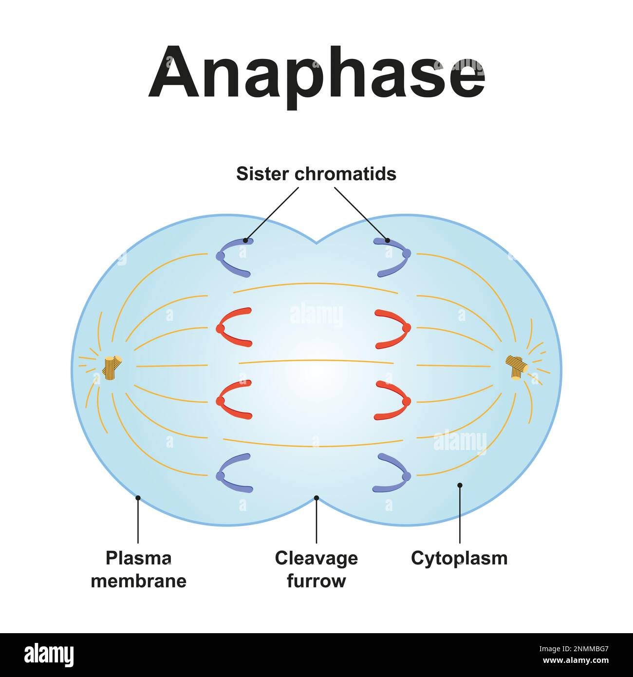 <p>Microtubules of the spindle fibers shorten moving chromosomes to opposite poles.</p>