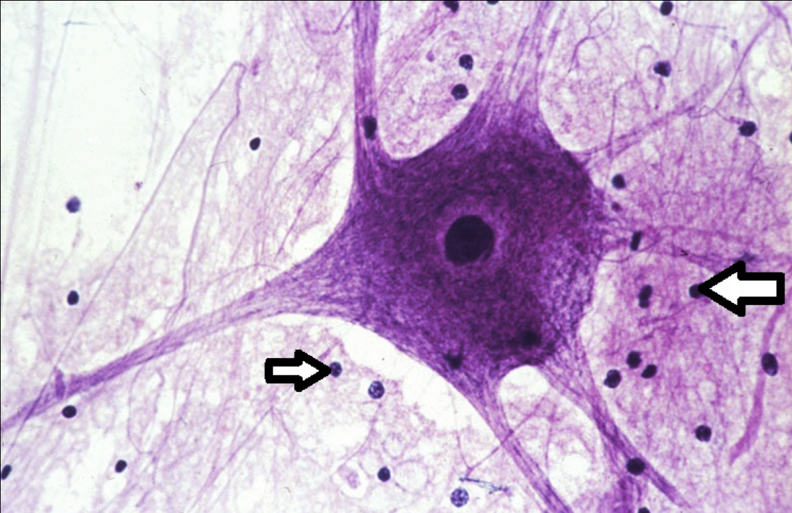 <p>identify the cells (dark dots).</p>