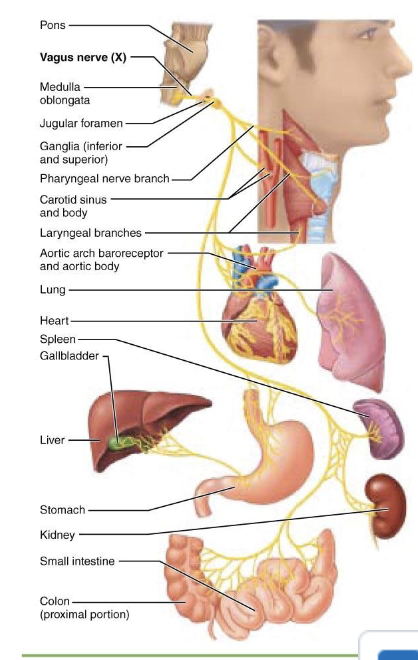 <p>what is component of <span>Cranial Nerve X – Vagus Nerve?</span></p>
