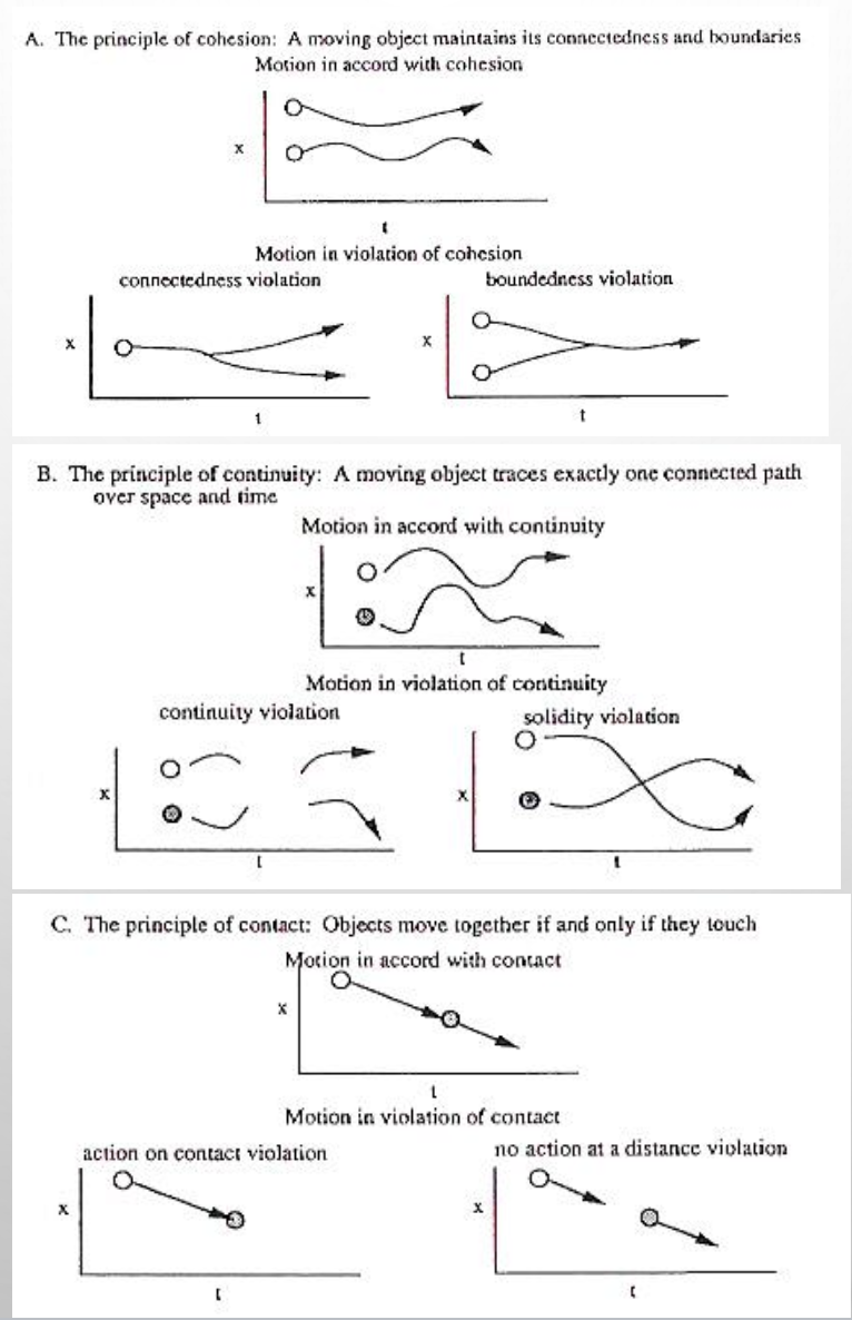 <p>Elizabeth Spelke:</p><p>Infants are born with <em>five systems of core knowledge </em>about: objects, persons (agents), number, spaces, geometric forms.</p><p>Three principles about objects and their motions:</p><p>A. <strong>Cohesion</strong></p><p>B. <strong>Continuity</strong></p><p>C. <strong>Contact</strong></p><p>The importance of eye contact: infants one day after birth saw either a face looking straight at them or a face looking at them - infants look longer at the face looking at them, they turn to the face with the eyes towards them.</p>