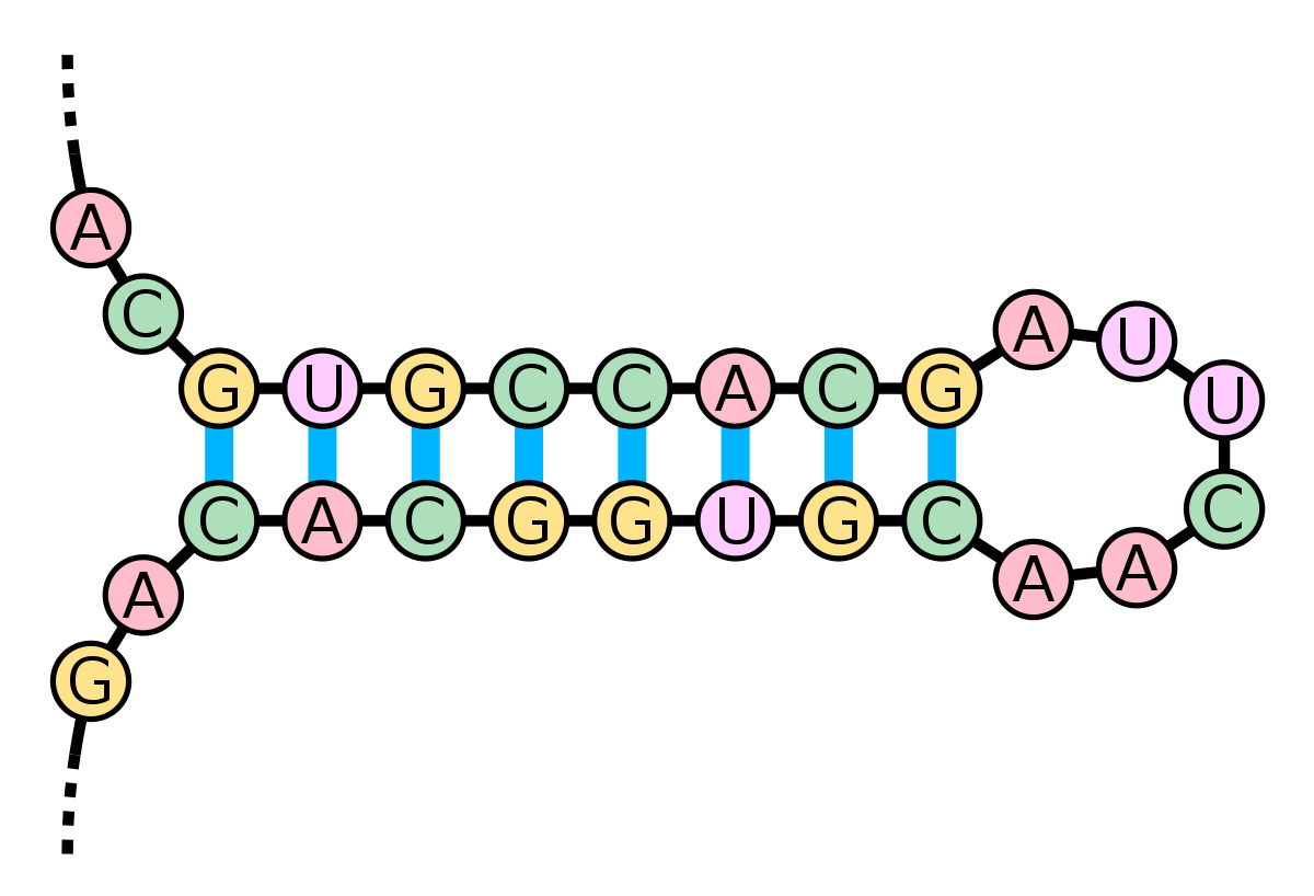 <p>yes, RNA can have double stranded regions which are self complementary</p><ul><li><p>this is known as a <strong>stem loop </strong></p></li></ul>
