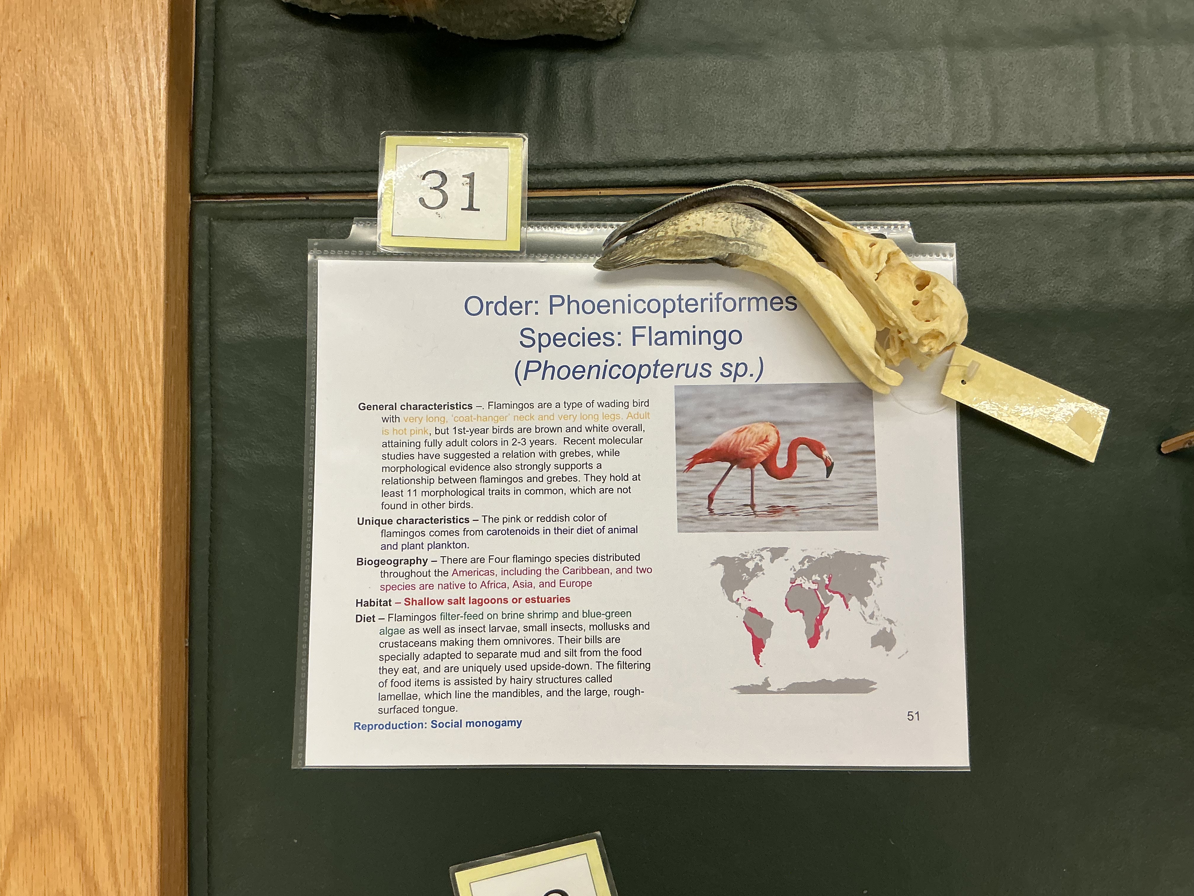 <p>Order of Flamingo? What is the neck of a Flamingo called? Where do Flamingoes get their pink color?</p>