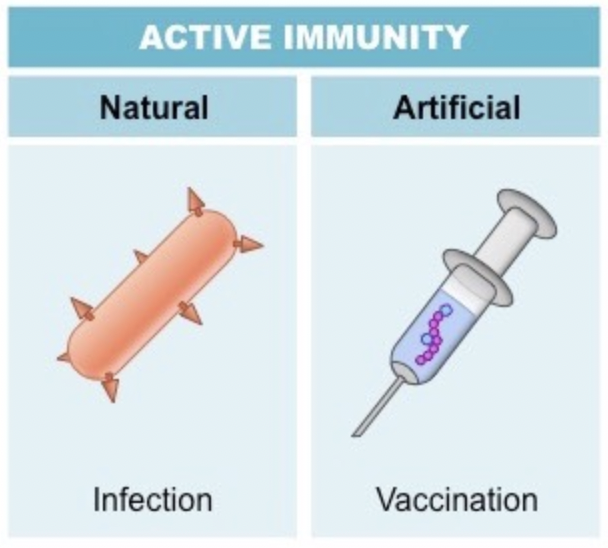 <p>Production of antibodies by the body itself and the subsequent development of memory cells. Will result in long-term immunity.</p>