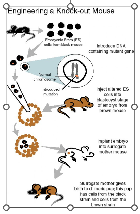 <p>Engineering a KO mouse:</p><p>Introduce DNA containing_______gene</p><p>Inject altered ES cells into_________stage of embryo from brown mouse</p><p>Implant embryo into surrogate mother mouse</p><p>Surrogate mother gives birth to_________pup; this pup has cells from the black strain and cells from the brown strain</p><p></p>