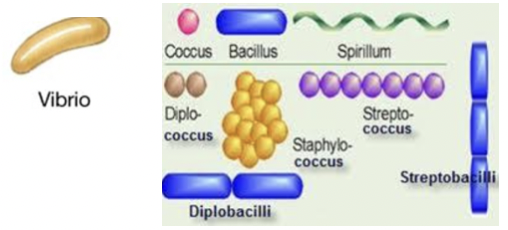 * Vibrio
* Spirilla
* Cocci
* Bacilli
  * If in pairs its diplo
  * If in chains it is strepto 
  * If in bunches it is called staphylo