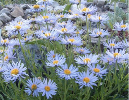 <p>Name This Flower</p>