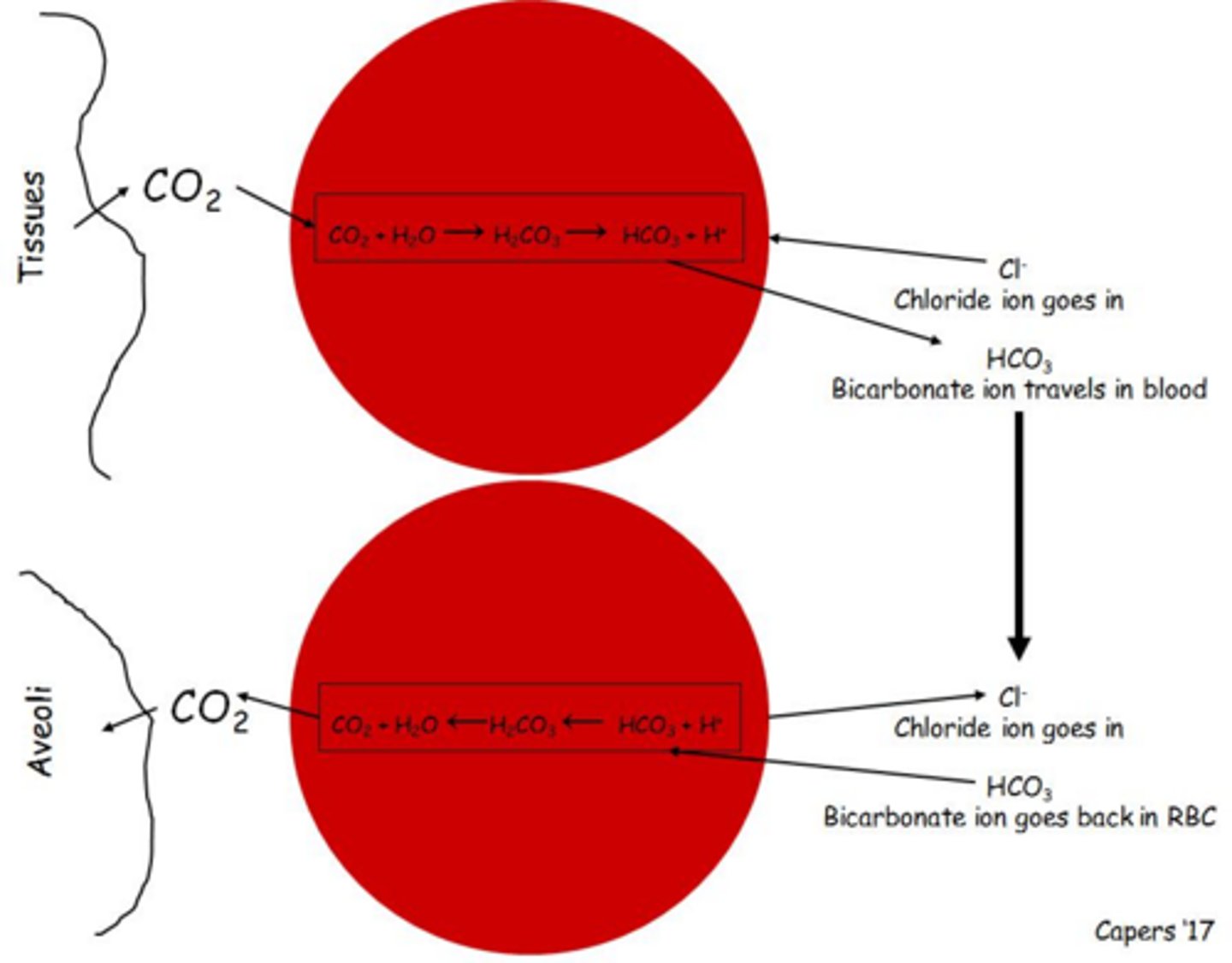 <p>72% diffuses into red blood cells and becomes bicarbonate, 20% binds to hemoglobin, and 8% dissolves in plasma.</p>