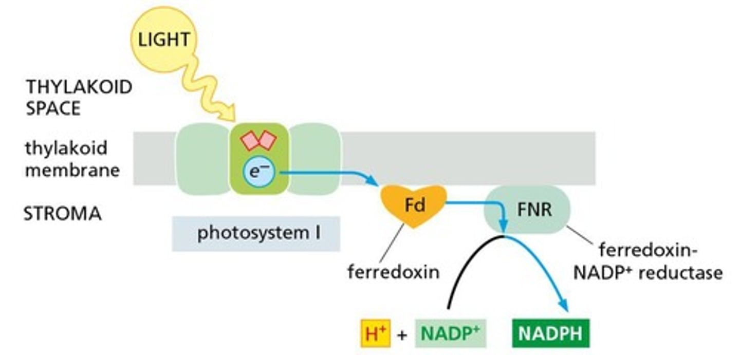 <p>Ferredoxin transfers electrons to NADP+ to form NADPH</p>