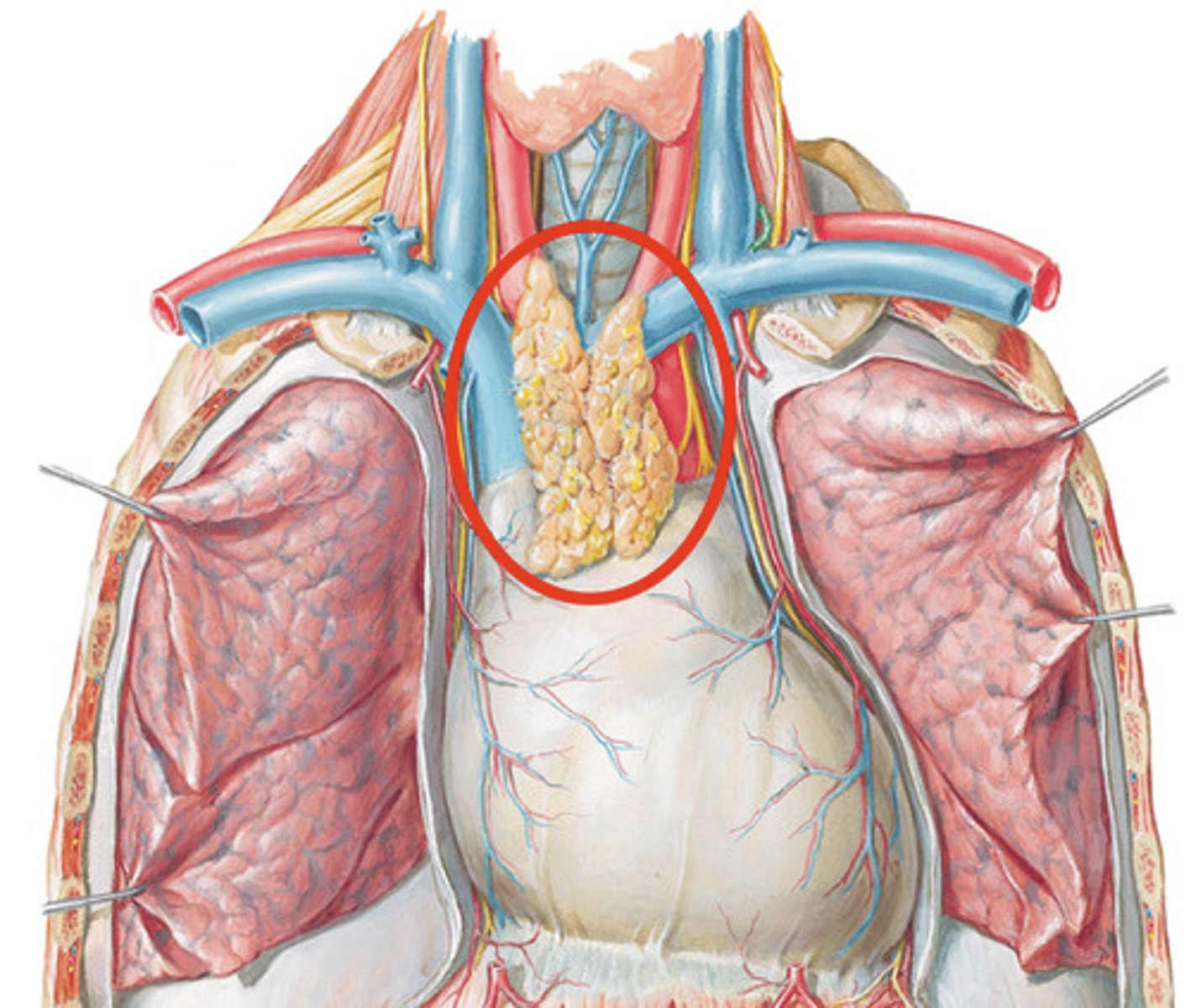 <p>Lies on top of heart. Secretes hormones that promote the maturation of: T lymphocytes, Thymopoietin, Thymosin</p>
