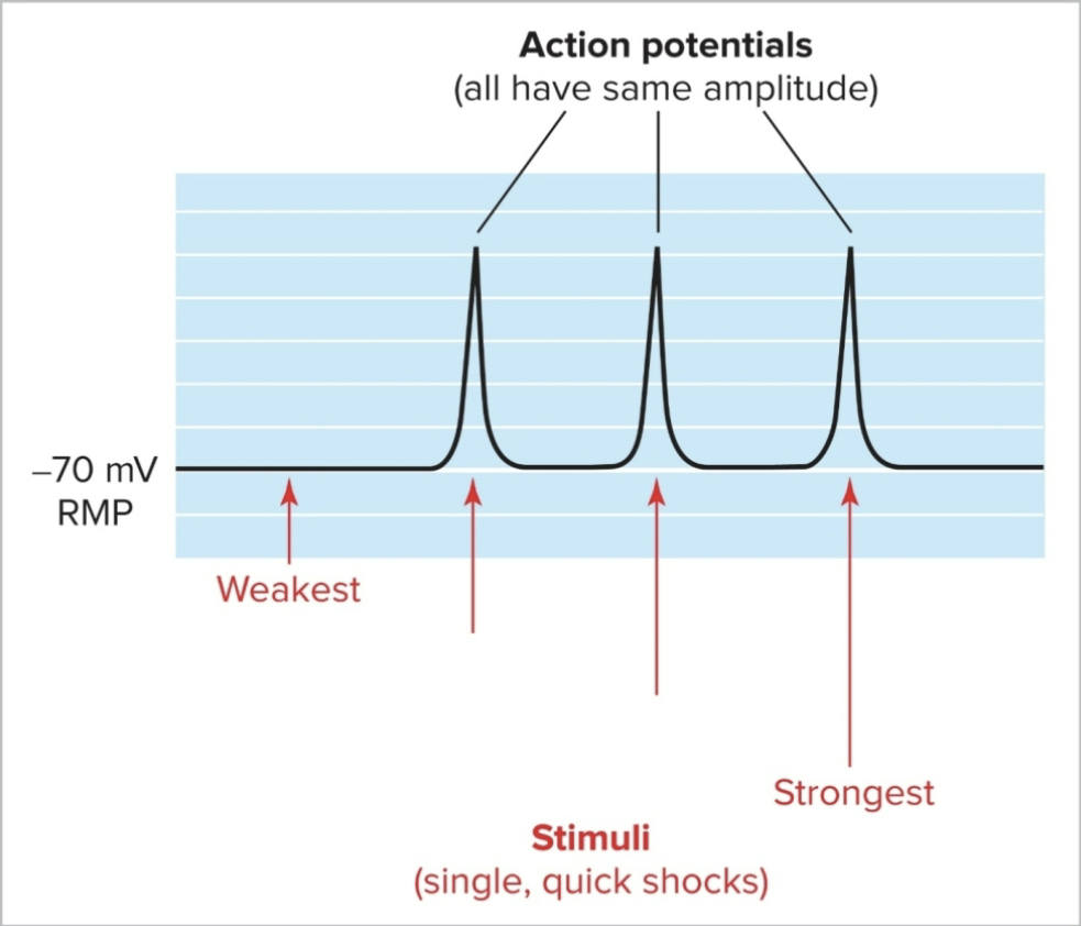 <ol><li><p>Once <u>threshold has been reached</u>, an action potential WILL happen</p></li><li><p>The <u>size of the stimulus (EPSP) will NOT effect the size of the Action Potential</u>; it will always reach +30mV</p></li><li><p>The <u>size of the stimulus (EPSP) will NOT affect the Action potential duration</u></p></li></ol><p></p>