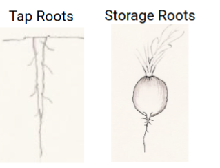 <p>Primary root types</p>