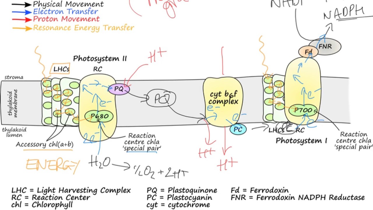 specifically configured chlorophyll molecules where light energy is converted