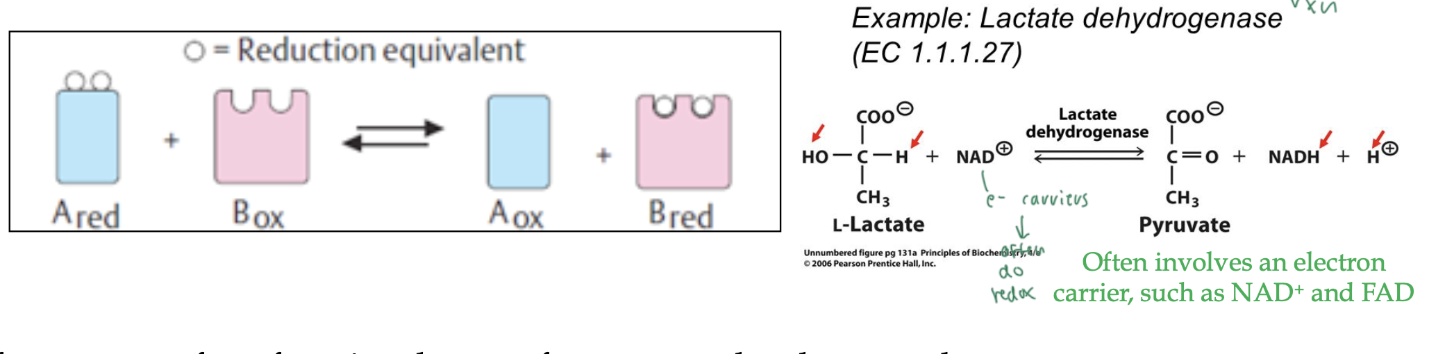 <p>catalyze e- transfer in redox rxns</p><ul><li><p>usually uses energy carriers like NAD+ to do redox rxns</p></li></ul><p></p>