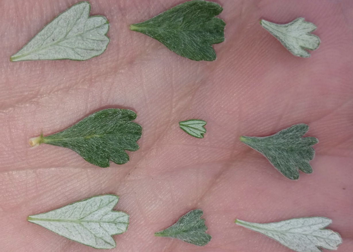<p>What is this plant’s scientific name?</p>