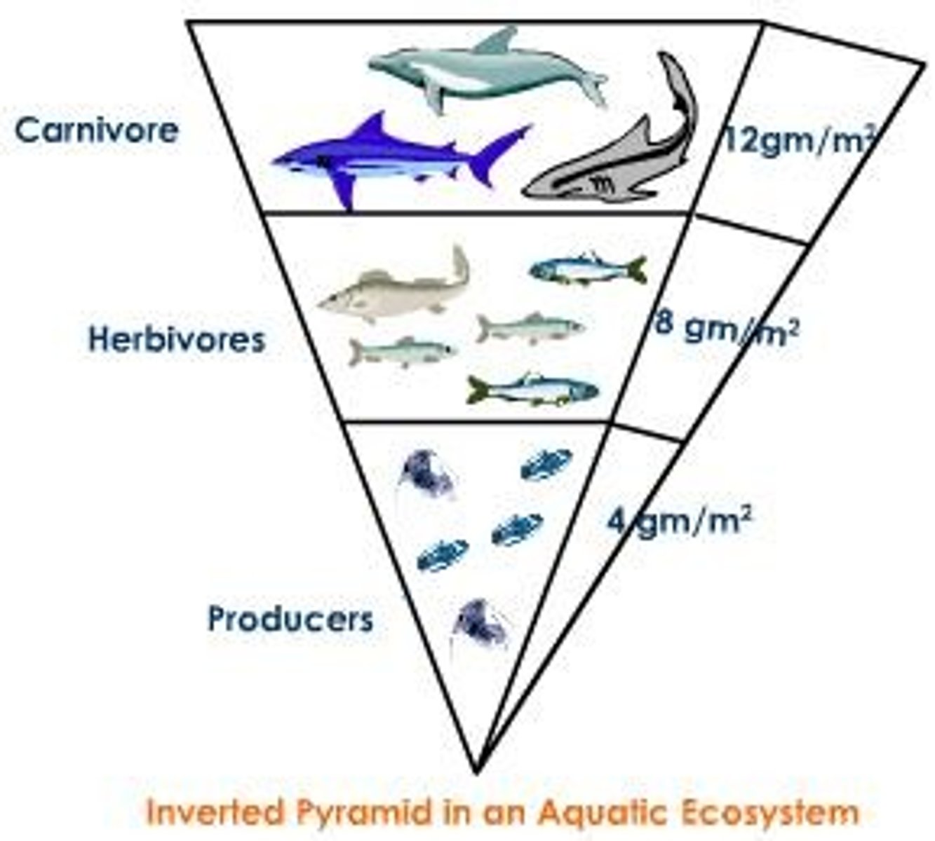 <p>pyramid might be more top heavy (or even inverted) due to the fast turnover rates of algae, presence of phytoplankton, etc.</p>
