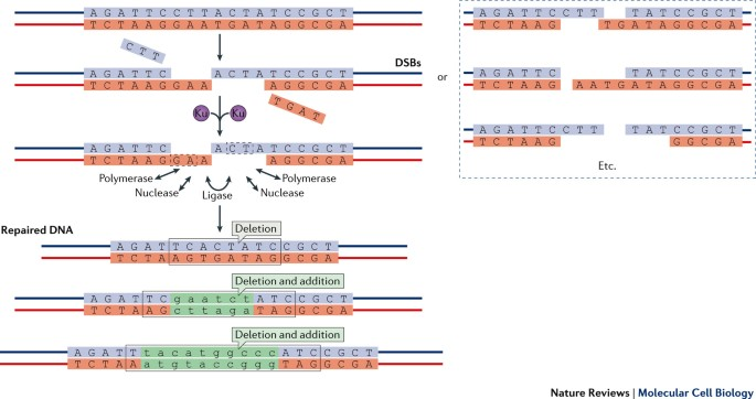 <p>Occurs when there is not a clean break in the strand </p><ul><li><p>Both ends of the double strand break recognised by Ku70 and Ku80</p></li><li><p>Recruitment of several proteins including exonuclease, DNAP and ligase</p></li><li><p>DNA ends processed (overhangs trimmed off) to produce blunt ends which are ligated by DNA ligase</p></li><li><p>Losing DNA sequences- deletion which can cause frameshift mutations</p></li></ul><p></p>