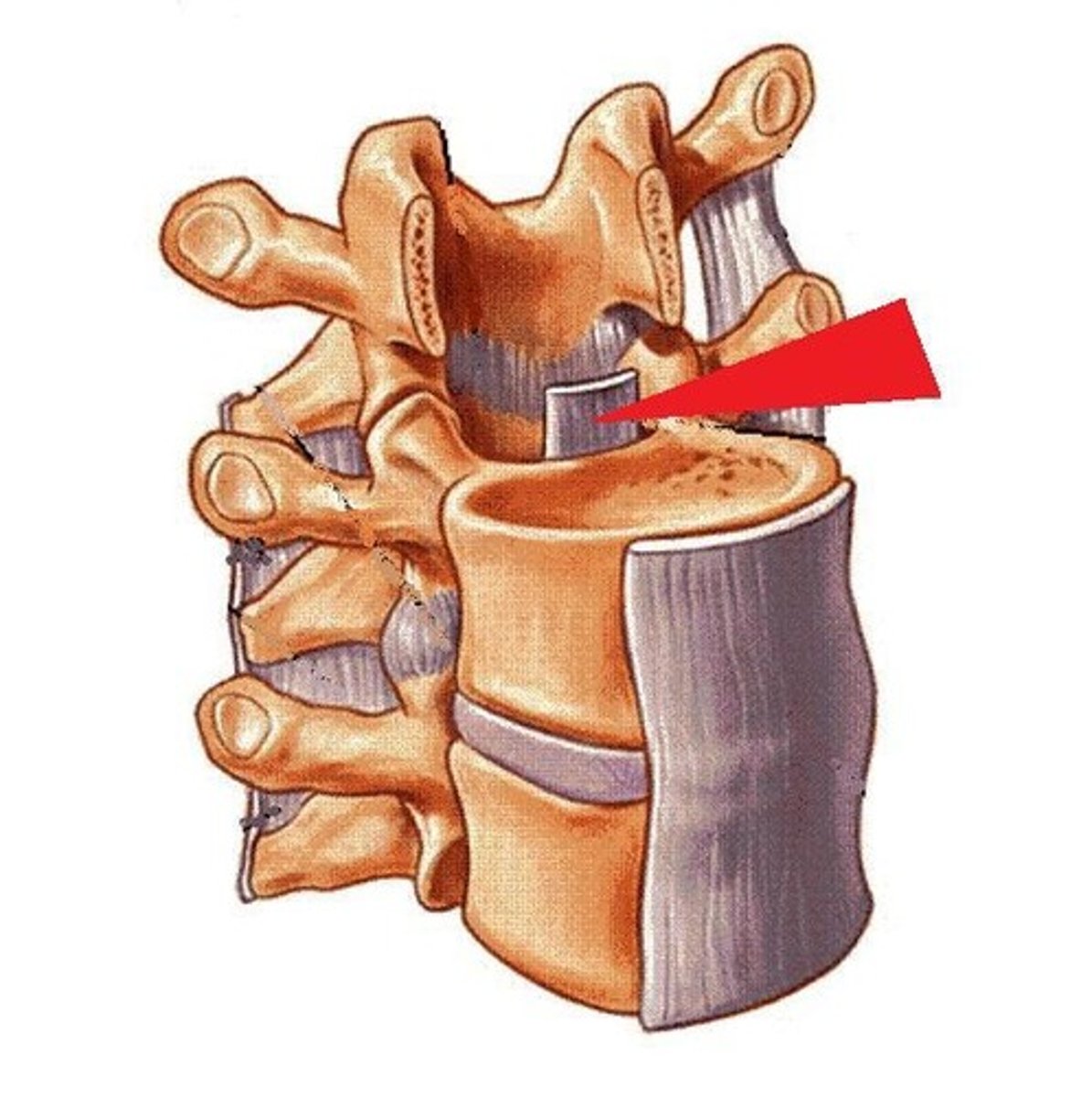 <p>runs down posterior vertebral bodies/anterior vertebral canal, checks flexion, becomes tectorial membrane superiorly</p>