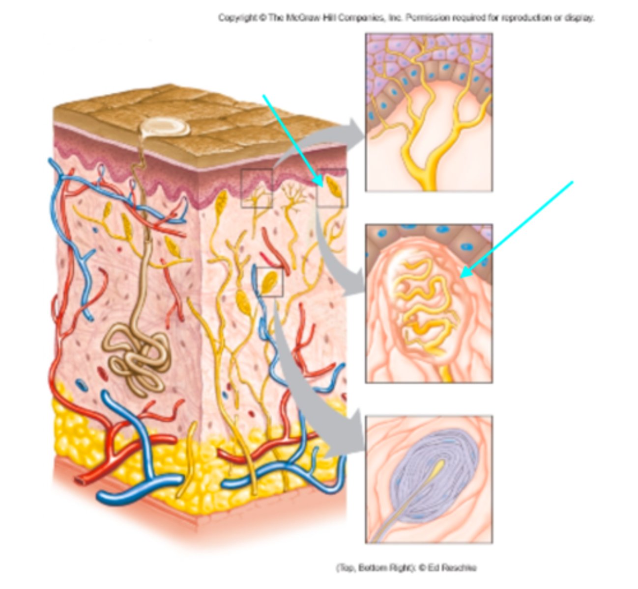 <p>Which sensory structure is the blue arrow pointing at?</p>