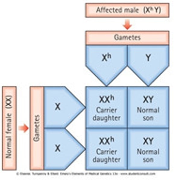 <p>only males are affected, passed from father to all sons, does not skip generations</p>