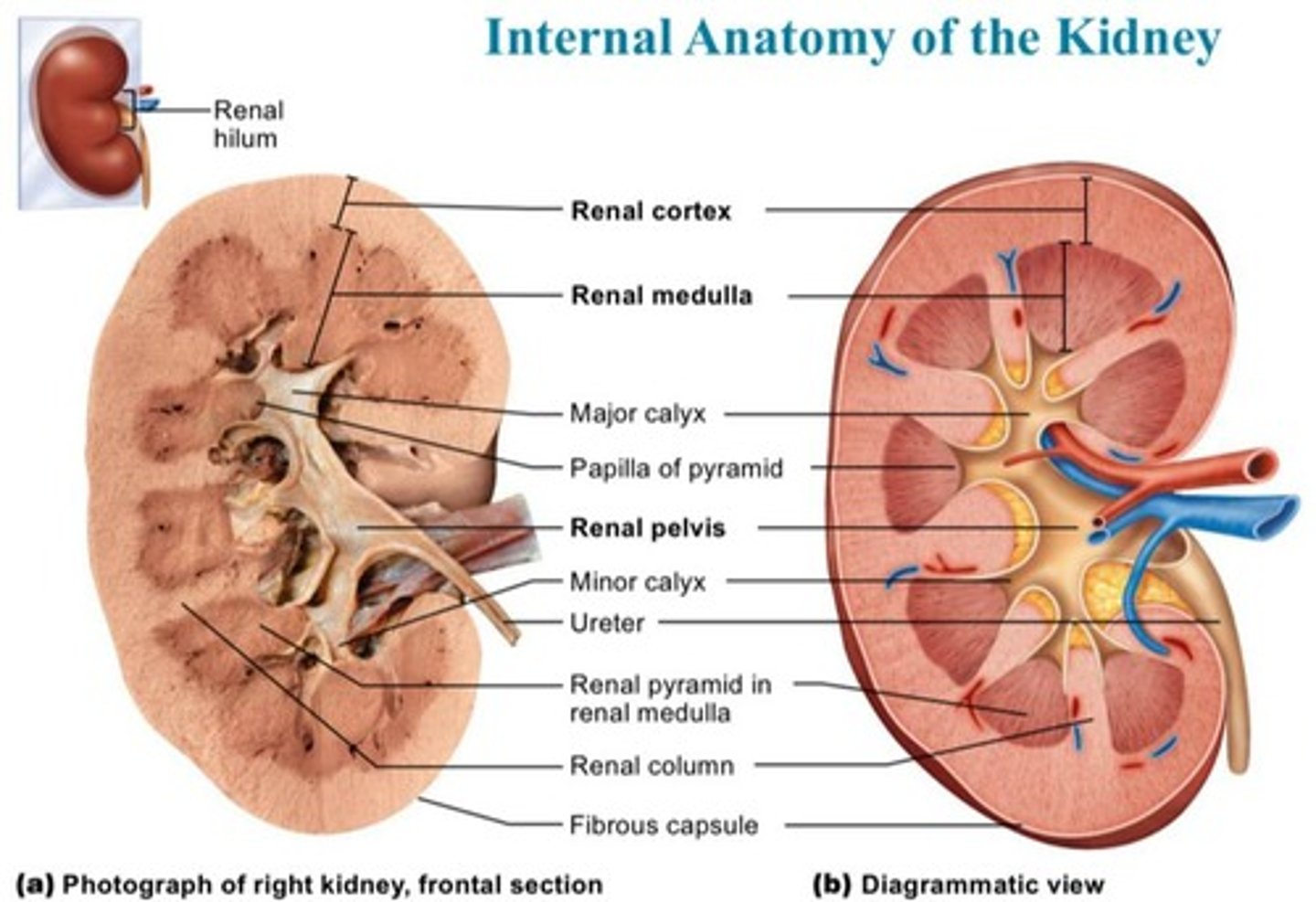 <p>The concave medial surface of the kidney where ureters, renal blood vessels, lymphatics, and nerves enter and exit.</p>