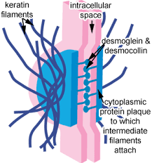 <p>semipermeable, connect at single point, and link using cytoskeleton</p>