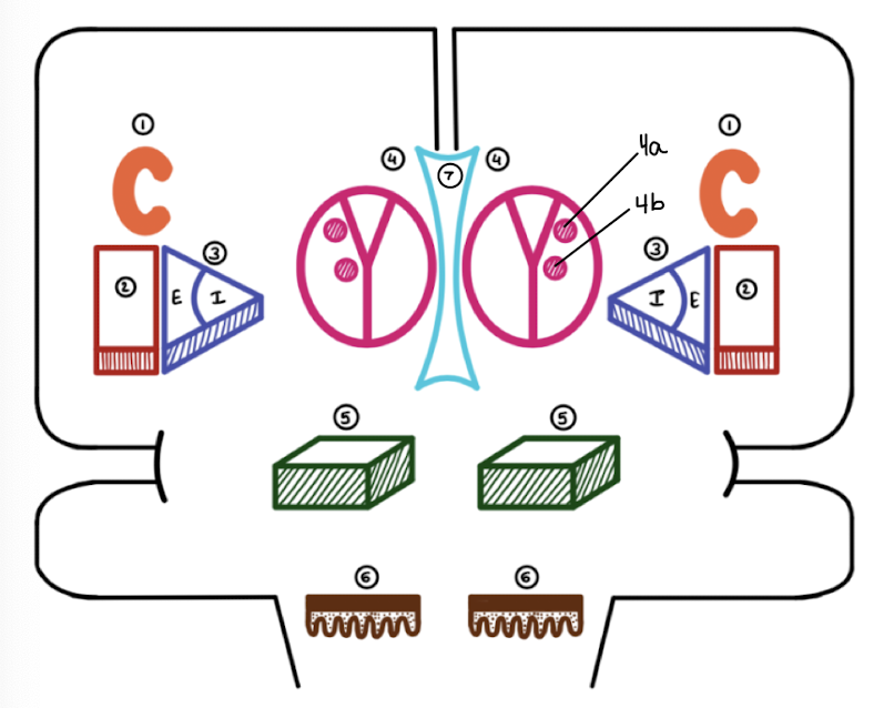 <p>Which basal ganglia structure is labeled 4b?</p>