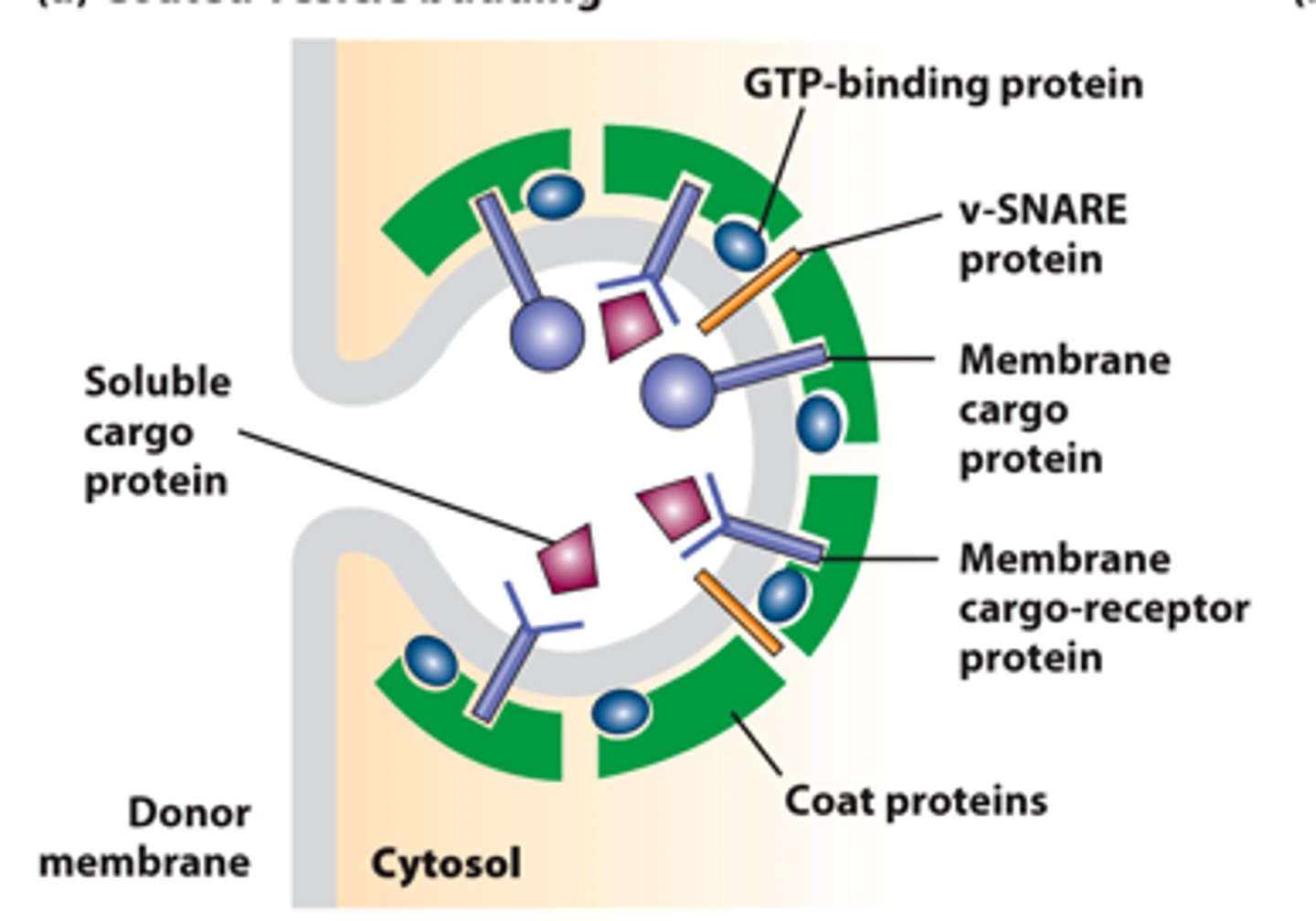 <p>vesicle budding from _________ membrane</p>