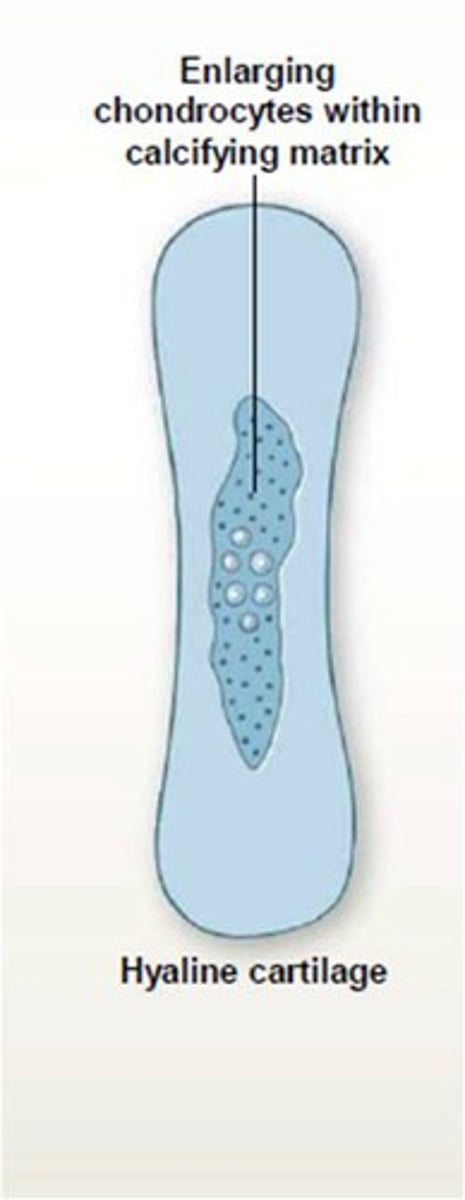 <p>The cartilage begins to break down in the center or diaphysis of the bone.</p><p>This forms the medullary cavity of a long bone</p>