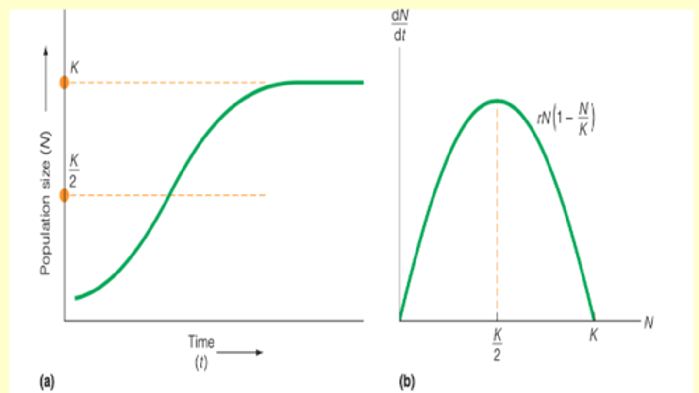 <p>the effect of K on population growth</p><p>---------------</p><p>RULES:</p><p>- when N < K = term is close to 1</p><p>- as N approaches K, the term approaches 0 (indication of slowing population growth)</p><p>- if N > K = population growth will be negative</p>