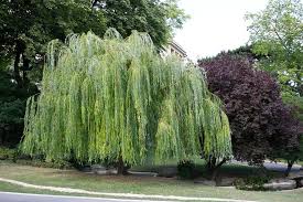 <p>Salix babylonica</p><p>(Willow)</p>